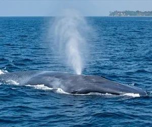 Blue whale surfacing in Sri Lankan waters
