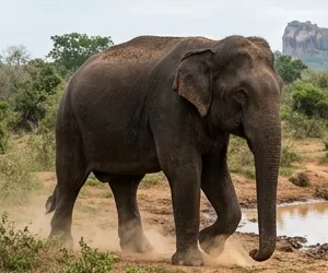 Sri Lankan elephant in natural habitat