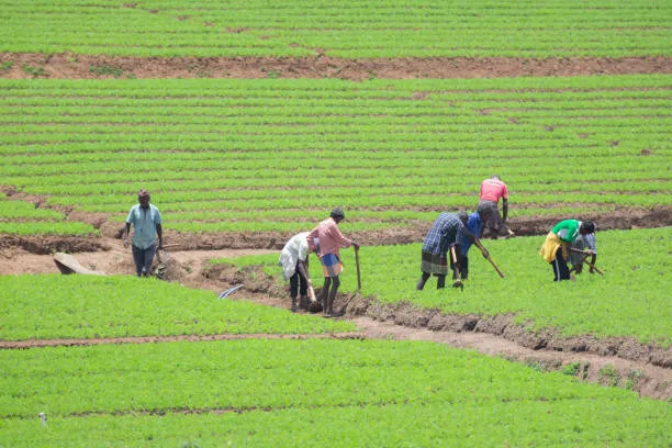 Why Traditional Farming is Our Best Climate Defense