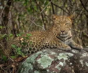 Sri Lankan leopard resting on a rock