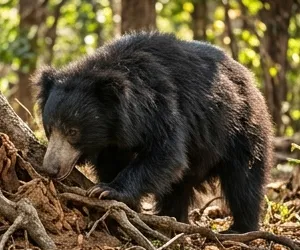 Sloth bear in Sri Lankan forest