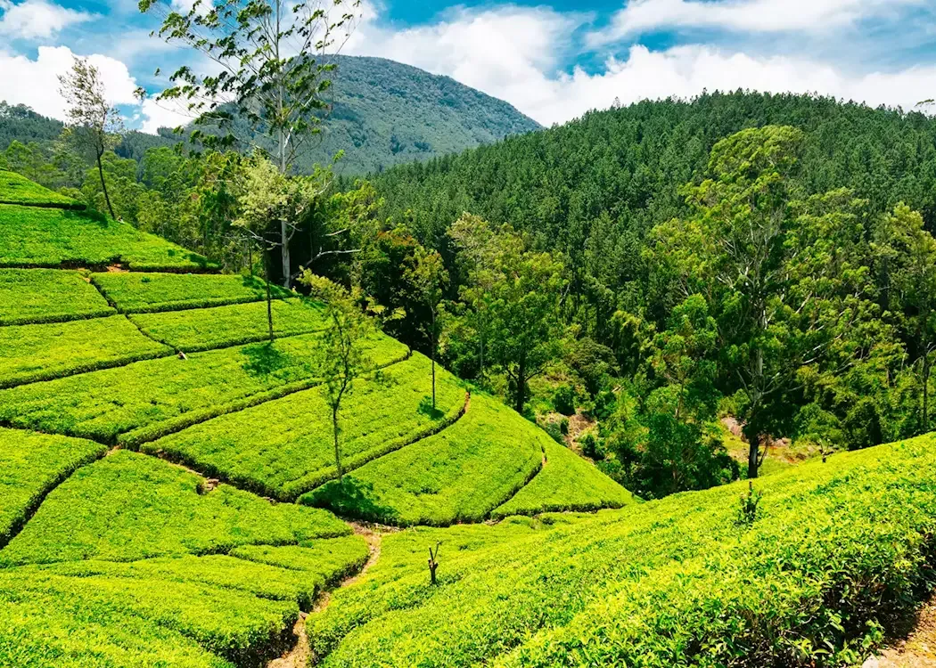 The Tea Legacy